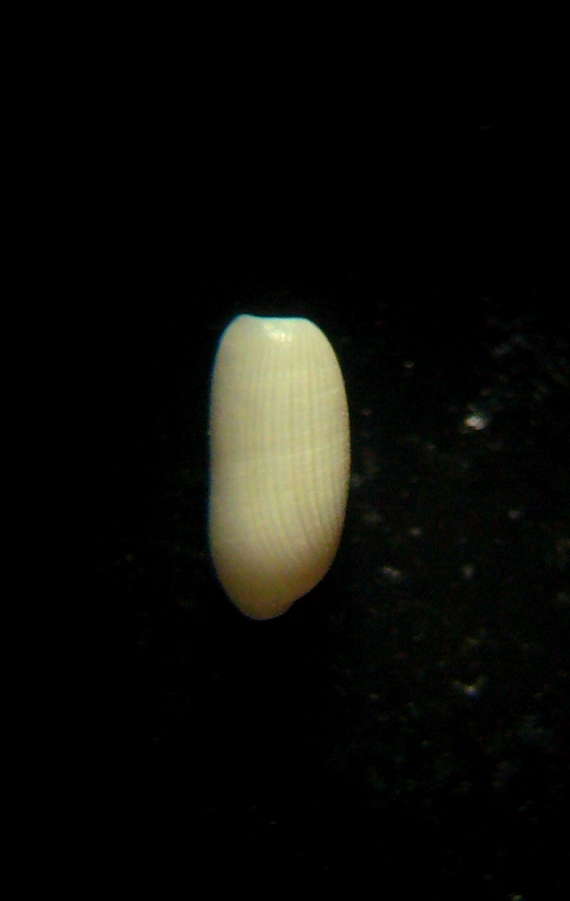 Cylichnina cfr. umbilicata